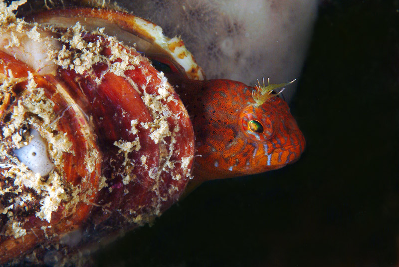 Parablennius zvonimiri (dettaglio tentacoli intermedi)